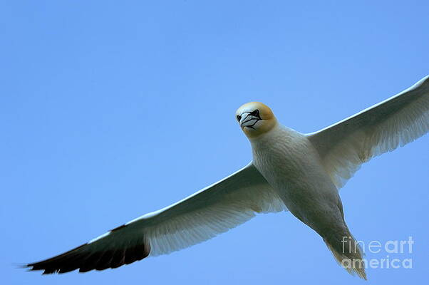 Graceful Seabird in Flight Wall Art