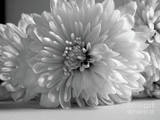 Flower Photograph - Nostalgia by Onedayoneimage Photography