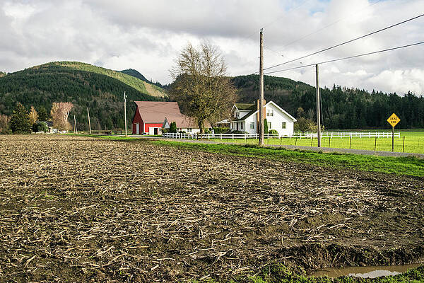 Farm Photograph - November Corn On Skagit Farm by Tom Cochran