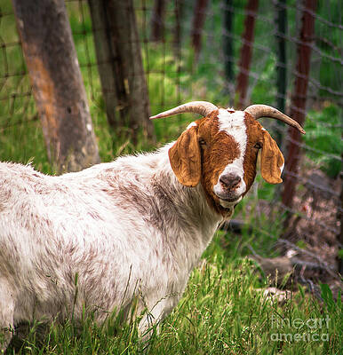 Wall Art featuring the photograph Nubian Goat Profile Sonoma County by Blake Webster