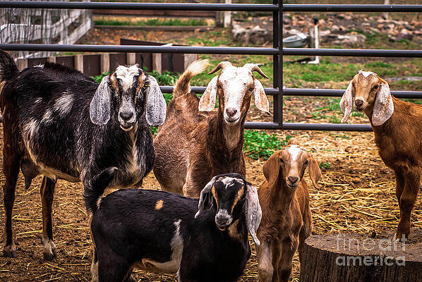 Wall Art featuring the photograph Nubian Goats Family Portrait by Blake Webster