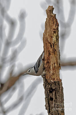 Winter Photograph - Nuthatch In January by Natural Focal Point Photography