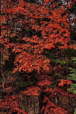 Country Wall Art featuring the photograph Oak On The Rocks by Dale Kauzlaric