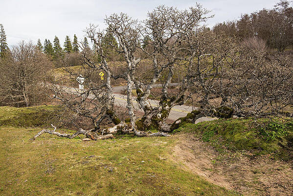 Landscape Photograph - Octopus Bark Is Worse Than Its Bite by Tom Cochran