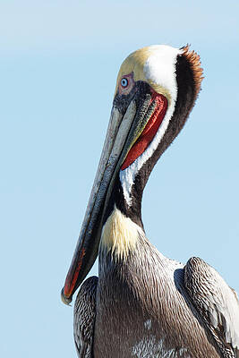 Wild Wall Art featuring the photograph Ol' Blue Eyes Is Back -- Brown Pelican In Port San Luis, California by Darin Volpe