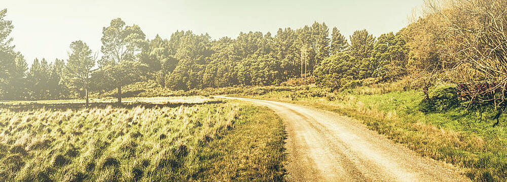 Rural Path Through Lush Pine Forest Photograph