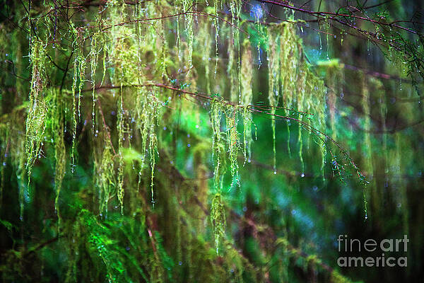 Oregon Photograph - Old Man's Beard In A Spring Rain by Bruce Block