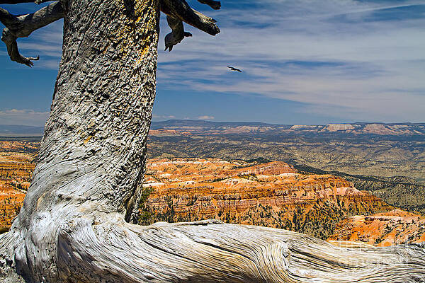 Wall Art featuring the photograph Old Tree At Bryce Canyon by Waterdancer