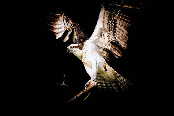 Wall Art featuring the photograph On Point by Ghostwinds Photography