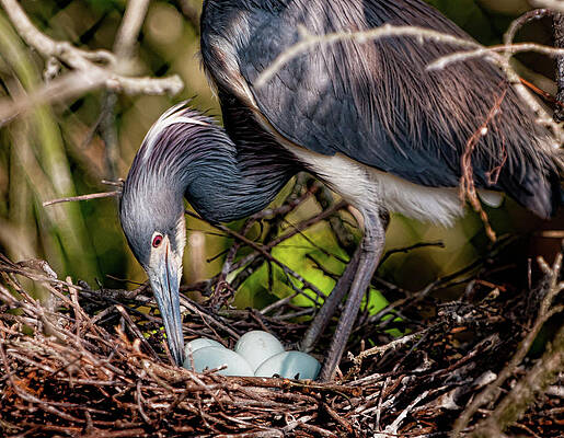 Photograph - On The Nest by Marshall Hurley