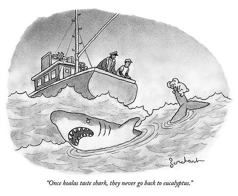 Sailor Wall Art featuring the drawing Once Koalas Taste Shark by David Borchart