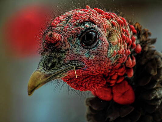 Wild Photograph - One Cool Tom by Dale Kauzlaric