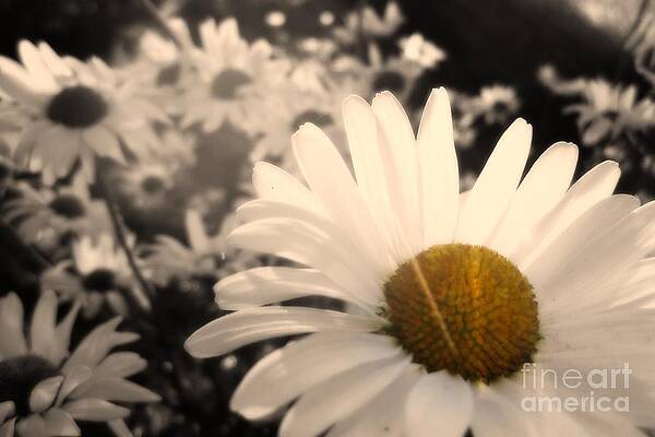 Close-up of Daisies Wall Art