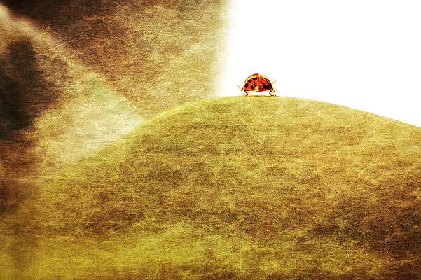 Big Trip Of Ladybird Print