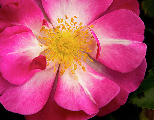 Dramatic Wall Art featuring the photograph Open Pink Rose by Jean Noren