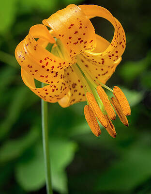 Wild Wall Art featuring the photograph Open Tiger Lily by Jean Noren