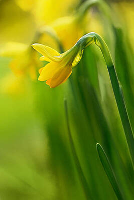 Spring Wall Art featuring the photograph Opening Soon by Mary Jo Allen