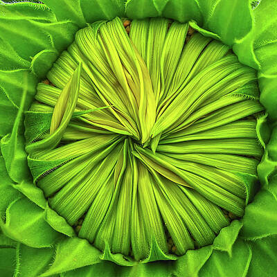 Natural Photograph - Opening Soon by Tatiana Travelways