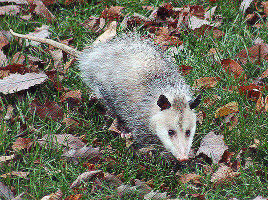 Photograph - Opossum by Gina Fitzhugh