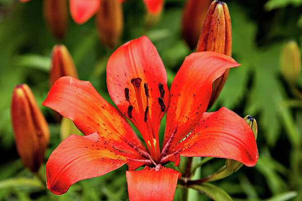Wall Art featuring the photograph Orange Day Lilly Single by Mary Jo Allen