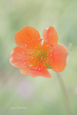 Wall Art featuring the photograph Orange Grecian Rose by Joann Copeland-Paul