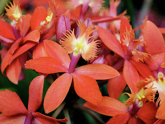 Wall Art featuring the photograph Orange Pink Epidendrum Orchid by Rona Black
