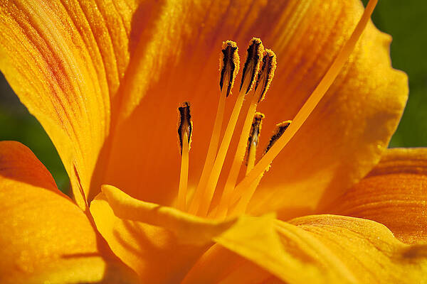 Nature Wall Art featuring the photograph Orange Stamens by Kelley King