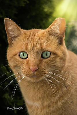 Wall Art featuring the photograph Orange Tabby Cat by Joann Copeland-Paul