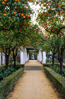 Scenic Wall Art featuring the photograph Oranges Of Spain - Seville by AM FineArtPrints