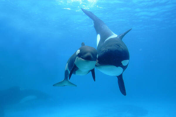 Orca Mother And Newborn by Hiroya Minakuchi