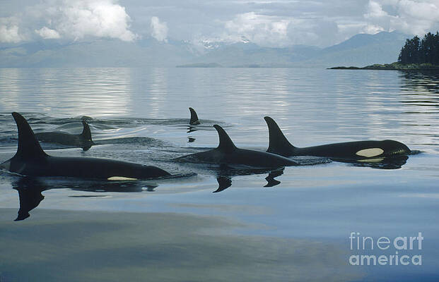 Orca Pod Johnstone Strait Canada by Flip Nicklin