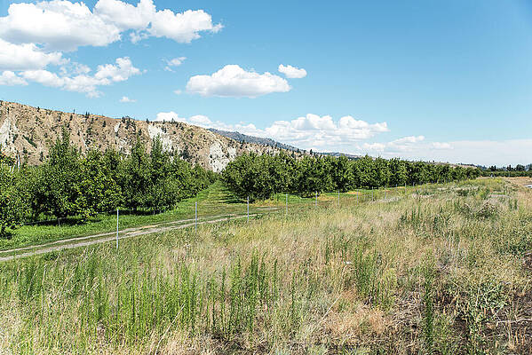 Wall Art featuring the photograph Summer Orchard Grass by Tom Cochran