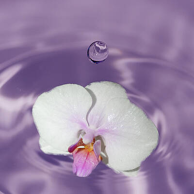 Wall Art featuring the photograph White Orchid Water Drop by Crystal Wightman