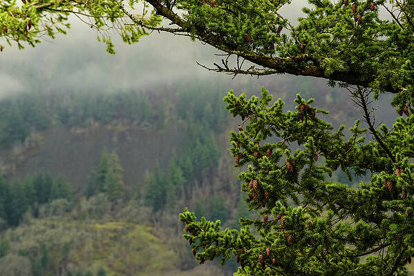 Oregon Wall Art featuring the photograph Oregon Fir Washington Forest by Tom Cochran
