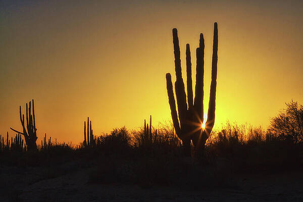 Arizona Photograph - Organ Pipe Cactus by Tatiana Travelways
