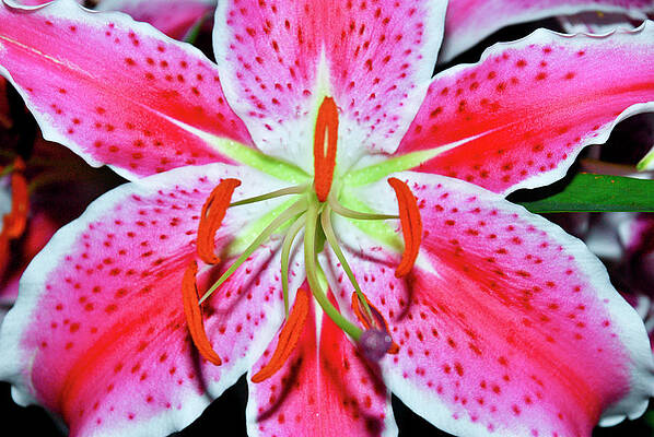 Color Photograph - Oriental Lily by Crystal Wightman