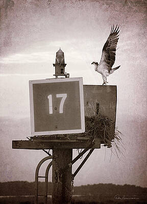 Obx Photograph - Osprey Landing On Channel Marker 17 by Dan Beauvais