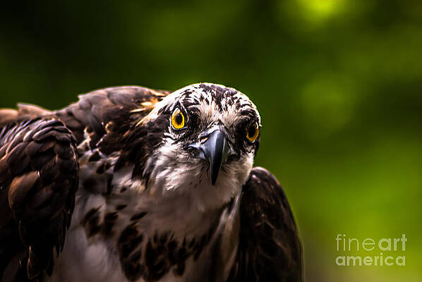 Wall Art featuring the photograph Osprey Profile 2 by Blake Webster
