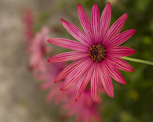Delicate Wall Art featuring the photograph Osteospermum The Cape Daisy by Shirley Mitchell