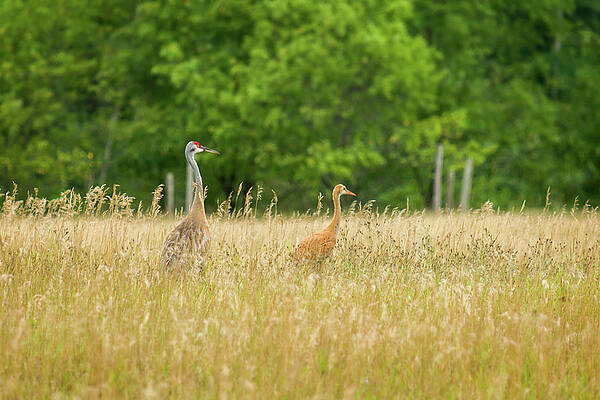 Outdoors Photograph - Out For A Stroll by Steve L'Italien