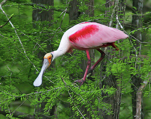 Nature Photograph - Out On A Limb by Jim E Johnson