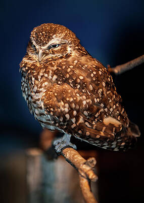 Owl by Al Poullis