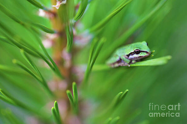 Oregon Photograph - Pacfic Tree Frog On Pine Needle by Bruce Block
