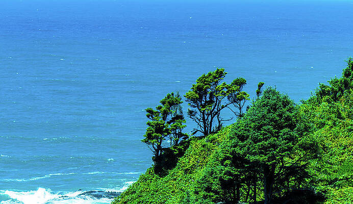 Water Photograph - Pacific Ocean Trees by Jonny D