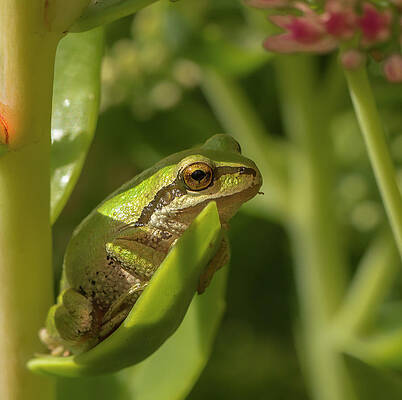 Wild Wall Art featuring the photograph Pacific Tree Frog by Jean Noren