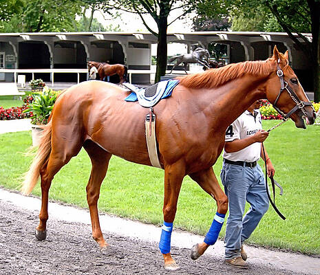 Wall Art featuring the photograph Paddock School by Robert Newman
