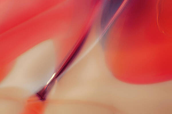 Nature Photograph - Paintbrush by Omaste Witkowski