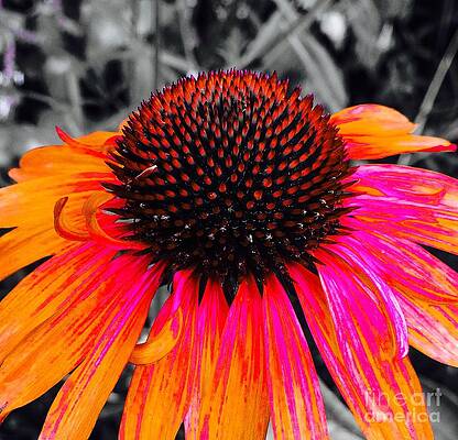 Flower Photograph - Painted Coneflower by Onedayoneimage Photography