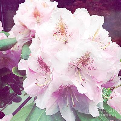 Nature Photograph - Pale Beauty by Onedayoneimage Photography
