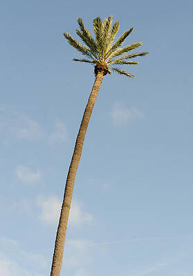 Scenic Wall Art featuring the photograph Palm Tree Aganist The Sky by AM FineArtPrints